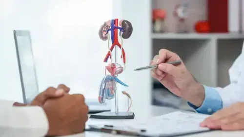 Vasa Recta in the Kidney: Structure, Location & Function